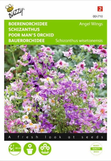 Spaltblume Angel Wings (Schizanthus) 800 Samen